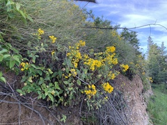 Calceolaria corymbosa