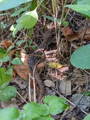 Gerrhonotus infernalis