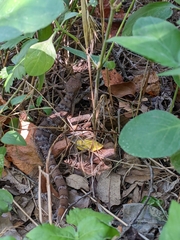 Gerrhonotus infernalis