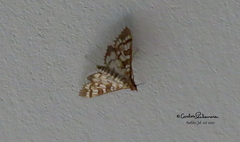 Epipagis fenestralis