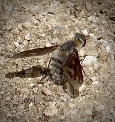 Poecilanthrax californicus