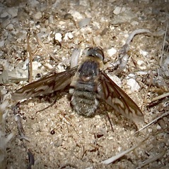Poecilanthrax californicus