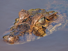 Caiman latirostris