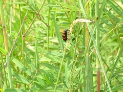Hycleus biundulatus