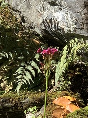 Primula japonica