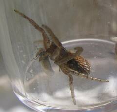 Xysticus cunctator