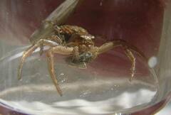 Xysticus cunctator