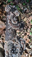 Trametes versicolor