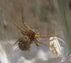 Xysticus cunctator