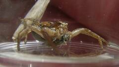 Xysticus cunctator