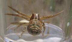 Xysticus cunctator
