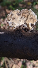 Trametes versicolor