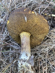 Suillus pungens