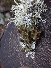 Tuckermanopsis chlorophylla