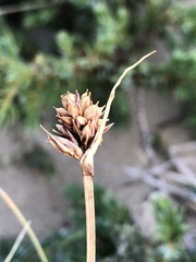 Carex sabulosa