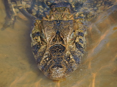 Caiman latirostris