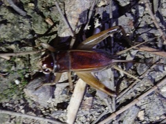 Teleogryllus