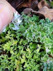 Cladonia turgida