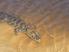Caiman latirostris