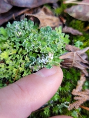 Cladonia turgida