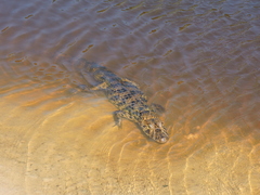 Caiman latirostris