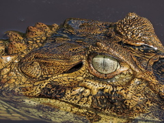 Caiman latirostris