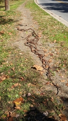 Celastrus orbiculatus