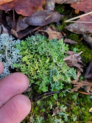 Cladonia turgida