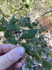 Celtis reticulata