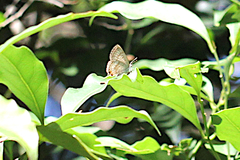 Catopyrops florinda