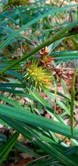 Carex lupulina