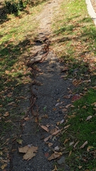 Celastrus orbiculatus