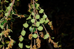 Nothofagus cunninghamii