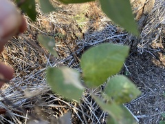 Celtis reticulata