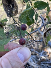 Celtis reticulata