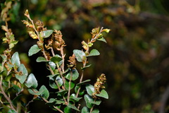Nothofagus cunninghamii