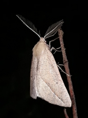 Compsoptera opacaria