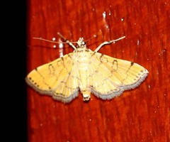 Lamprosema tampiusalis