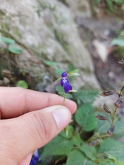 Salvia caudata