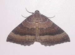 Larentia clavaria
