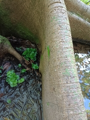 Anolis evermanni