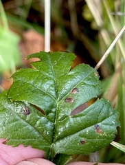 Rhamphus oxyacanthae