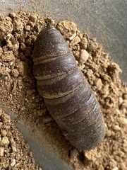 Pachysphinx occidentalis