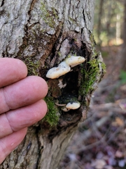 Rigidoporus populinus
