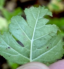 Rhamphus oxyacanthae