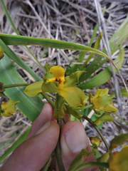 Cyrtopodium flavum