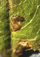 Rhamphus oxyacanthae