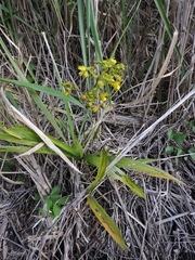 Cyrtopodium flavum