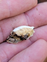 Rigidoporus populinus