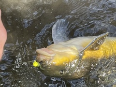 Catostomus macrocheilus